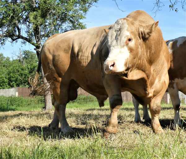 Ein prächtiger Kerl