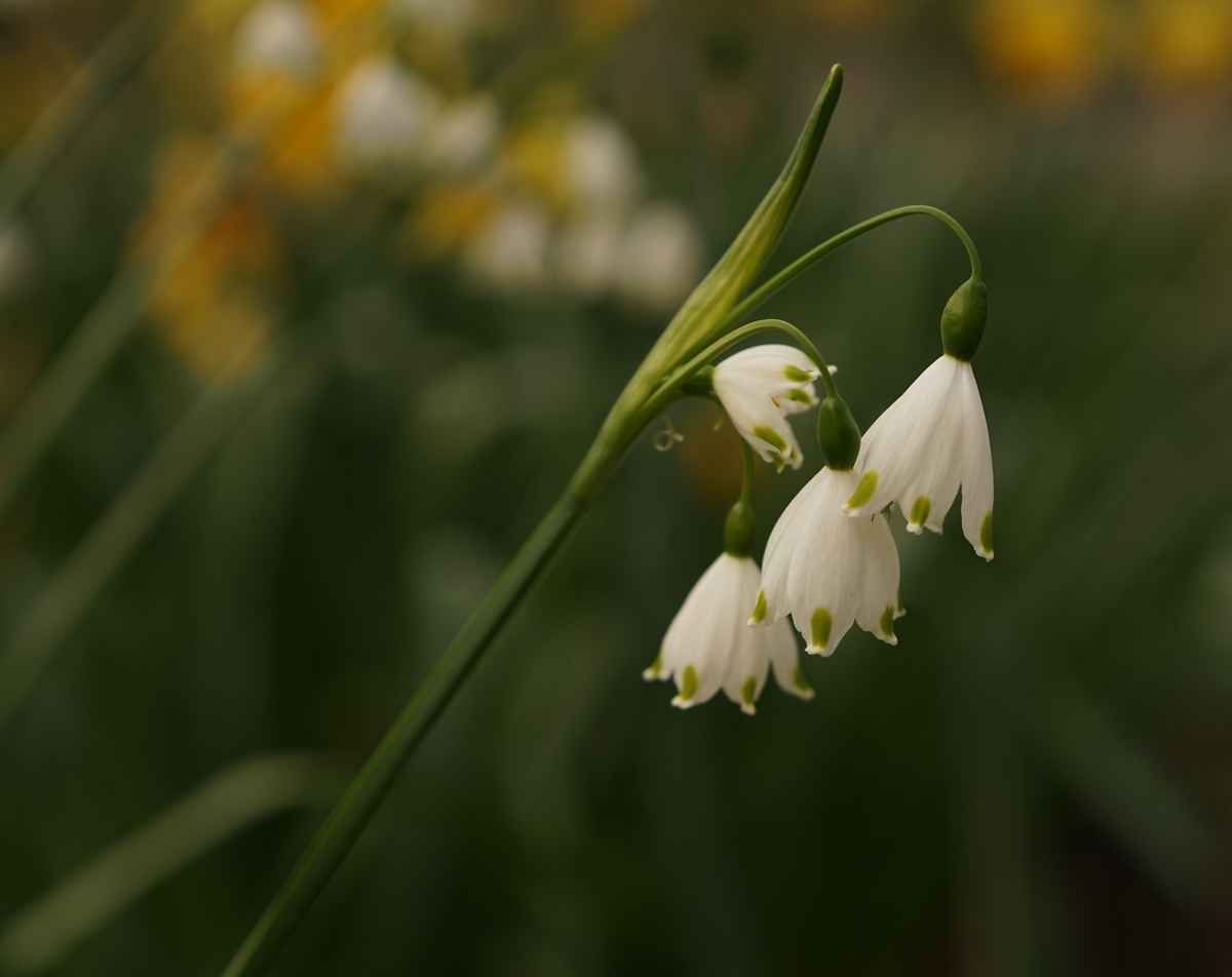 springtime