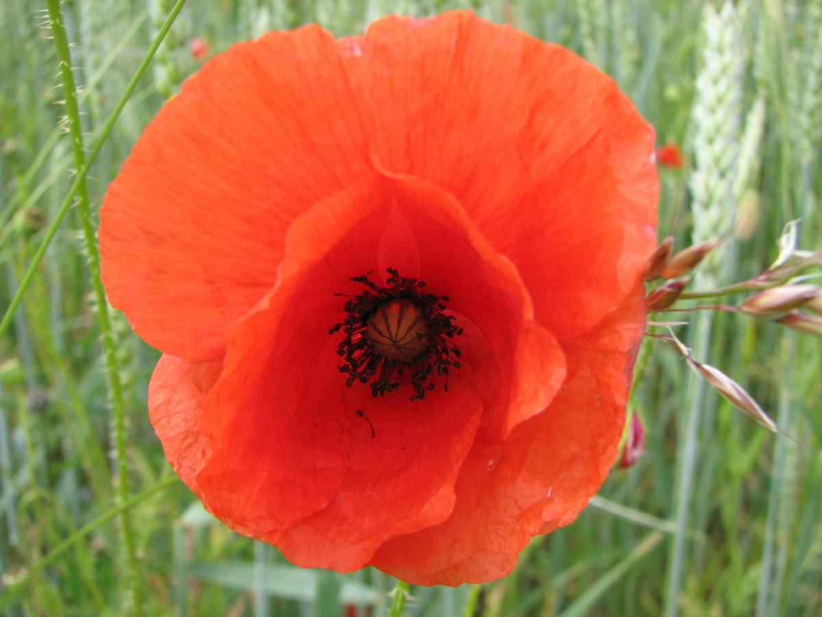 Mohnblüte