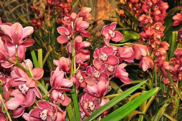 Orchideen 2