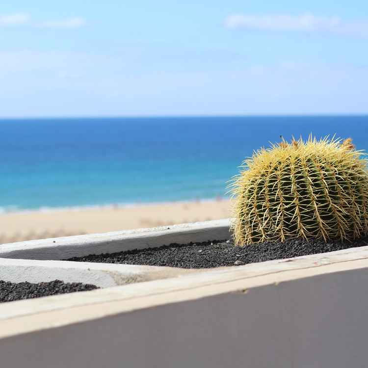 Der Kaktus und das Meer