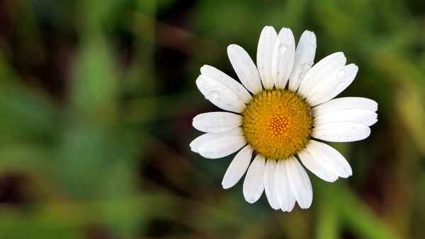 Regenblüte