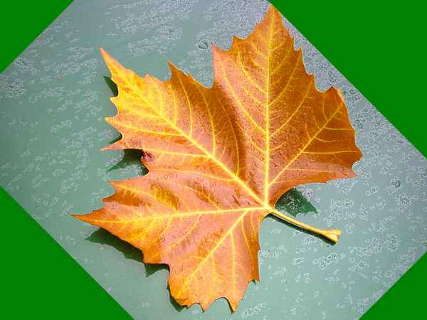 ein Blatt im Herbst