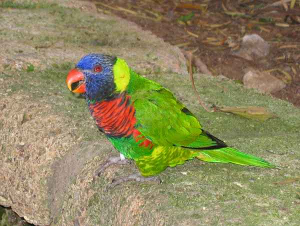 Papagei bunt