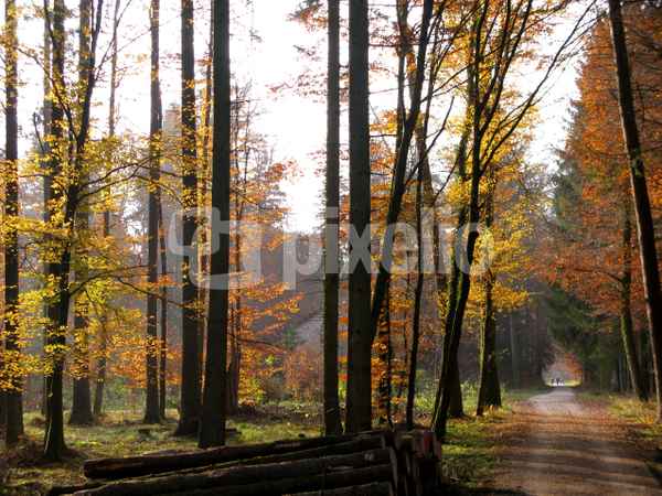 Herbstsonne 4