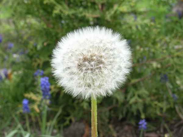 Löwenzahn