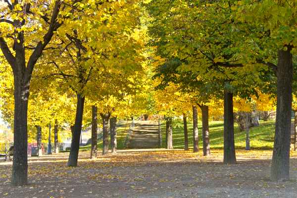 Herbst in Dresden