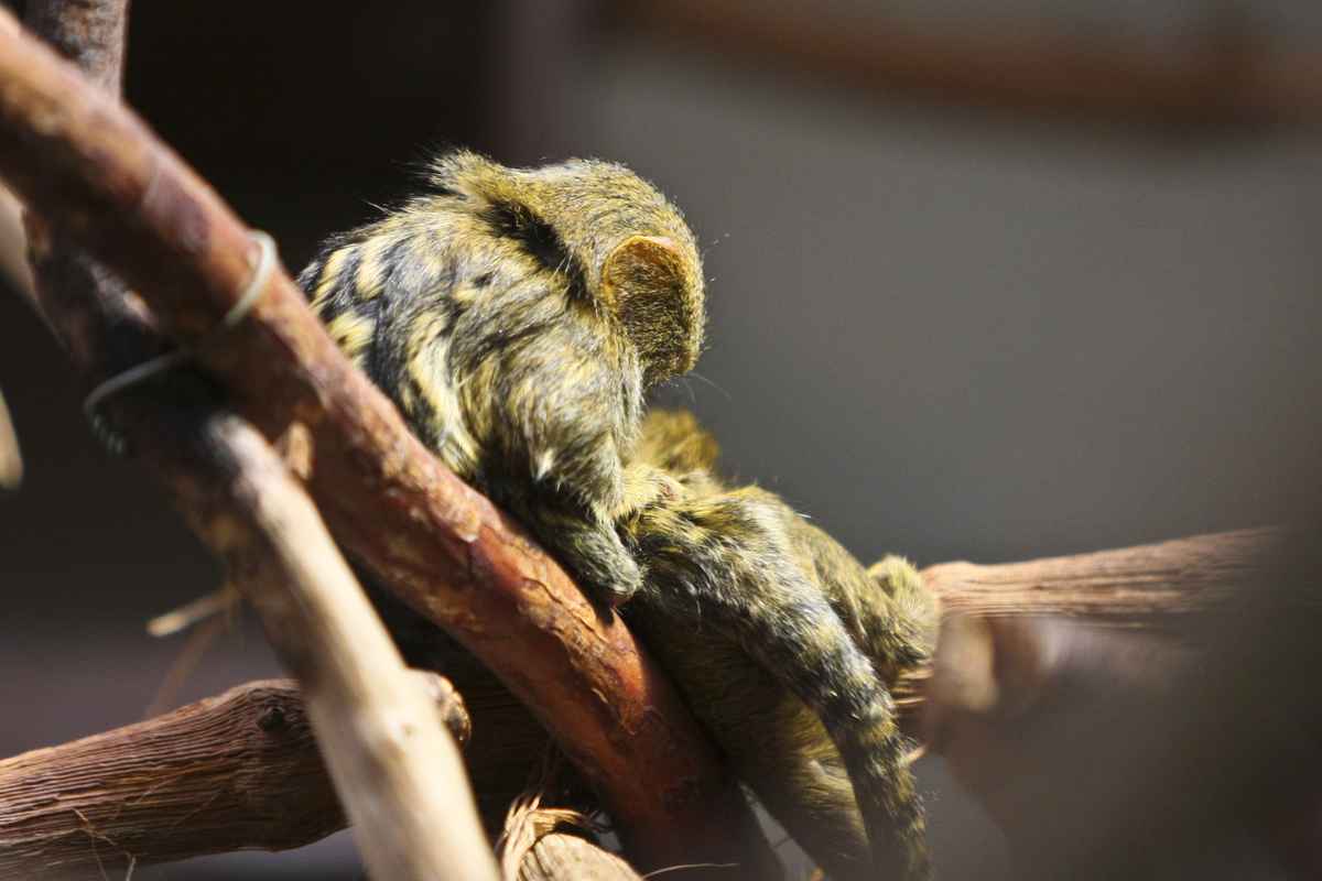 Zwergseidenäffchen-Körperpflege