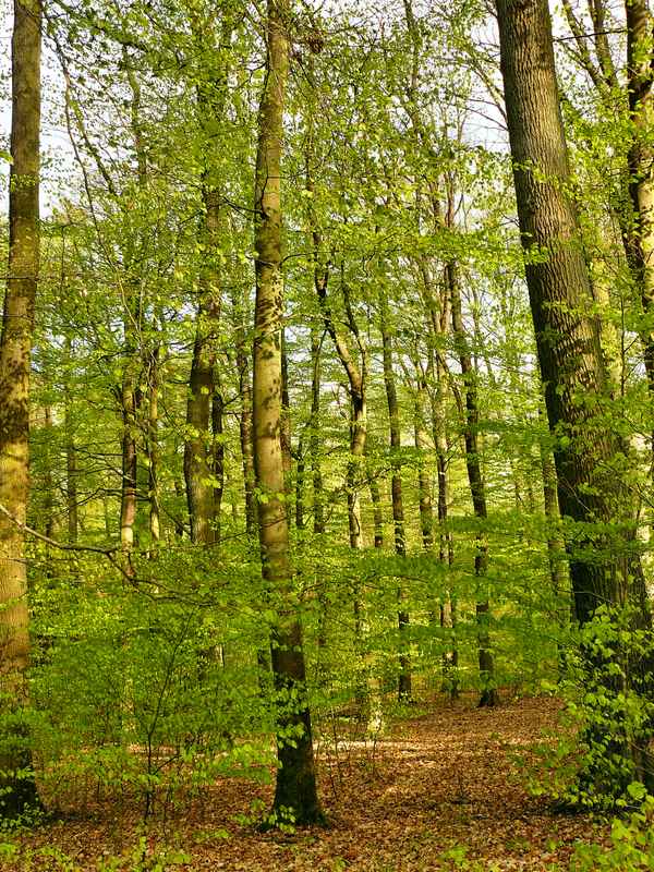 "Maienwald"