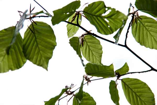 Junge Buchenblätter