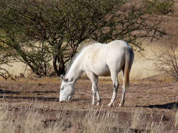 Pferd in der Steppe