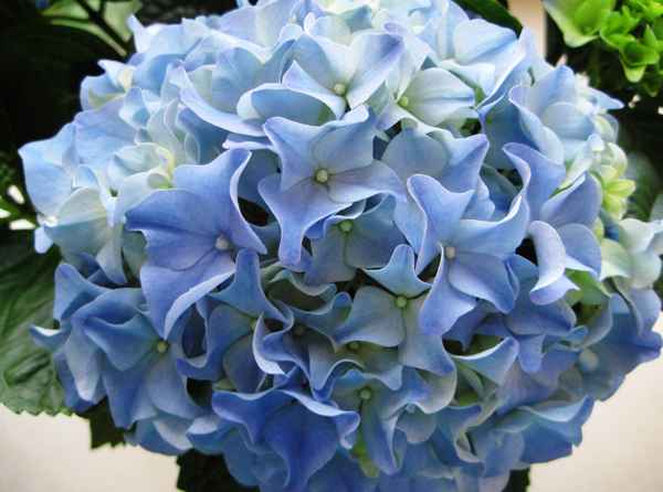 Hortensienblüte