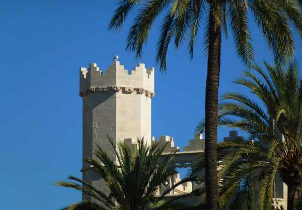 Mallorca - Turm, Taube, Palmen in Palma