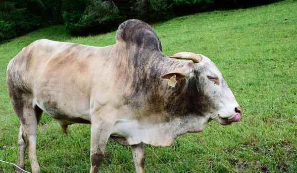 Zarte Rinderzunge vom Buckelrind