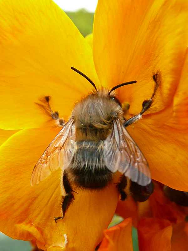 Hummel ganz nah