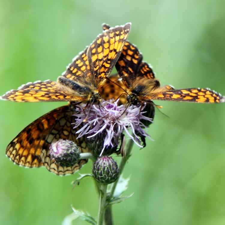 Schmetterlinge auf einer Blüte 2