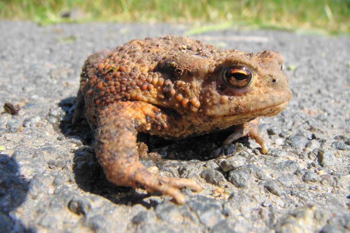 frosch 1