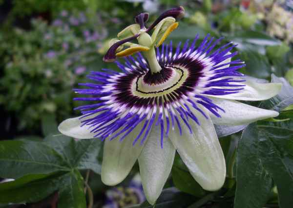 Passionsblume , Passiflora