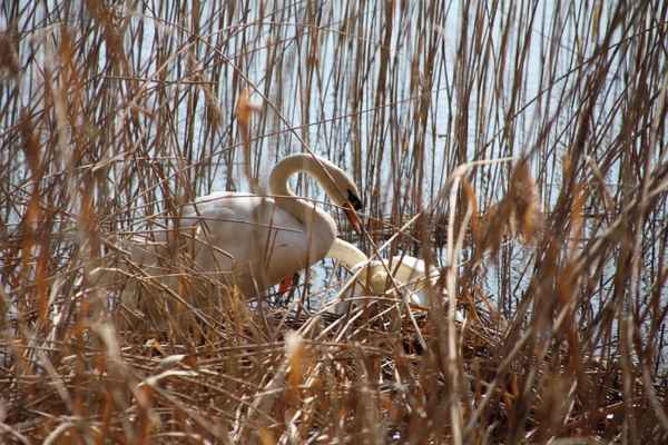 Nestbau am See