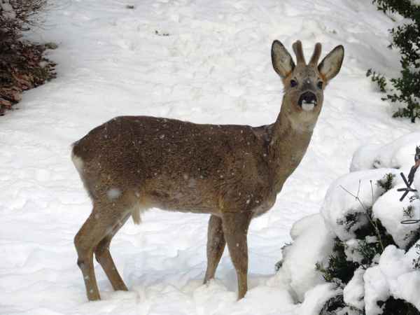 Gartenbesucher