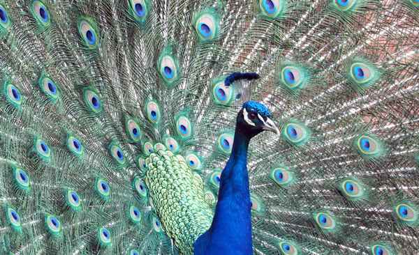 Pfau in einem Park