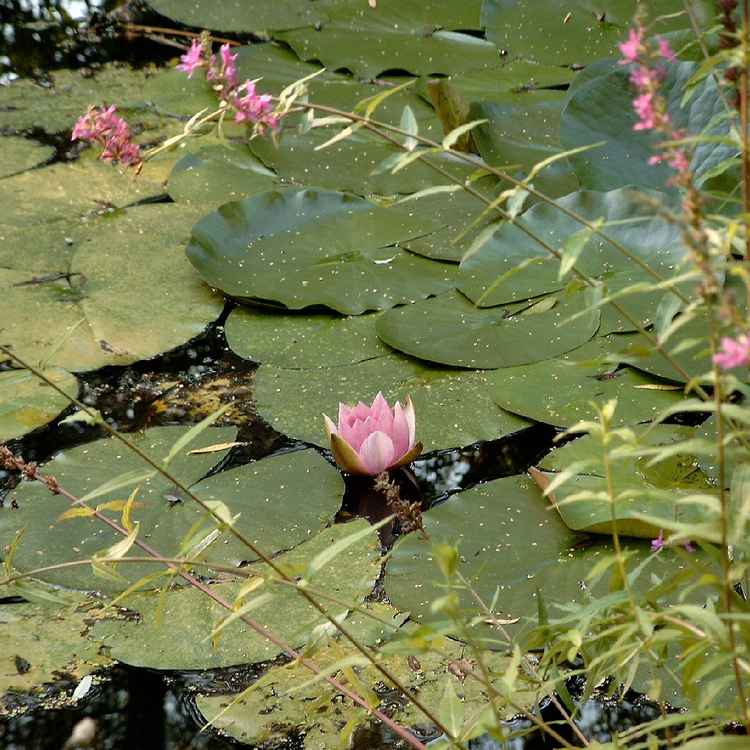 Teichblume