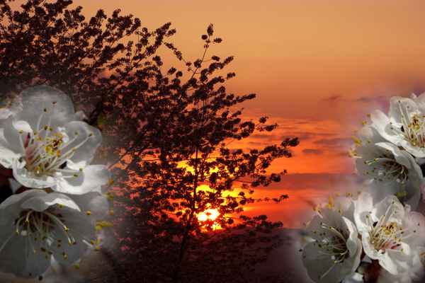 Frühlingsduft, liegt in der Luft