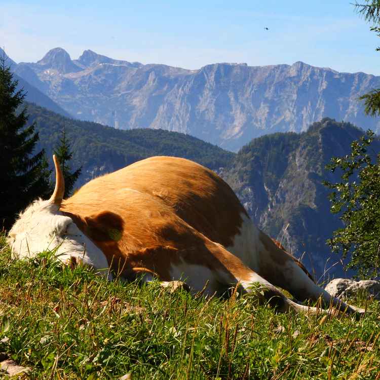 Milchbar geschlossen - Mittagspause! 02