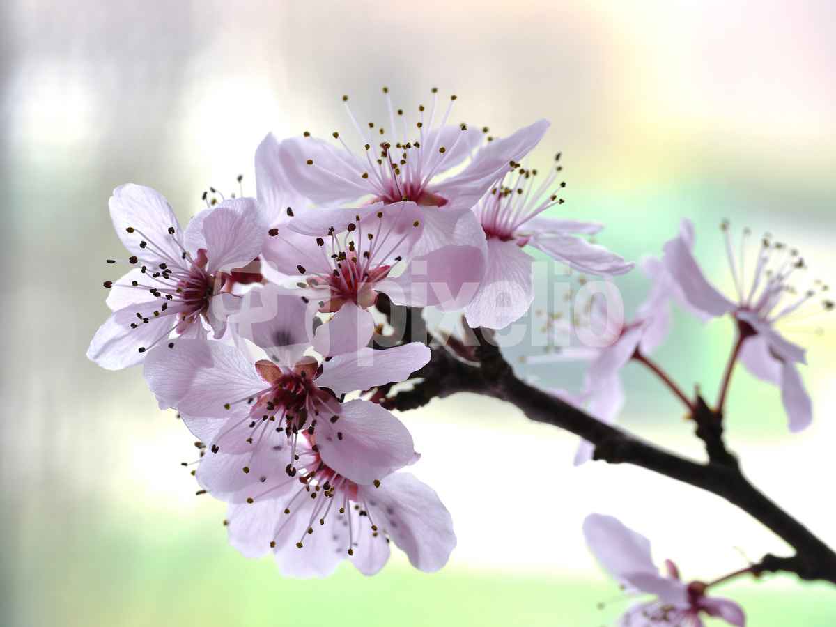 Kirschblüte . . .