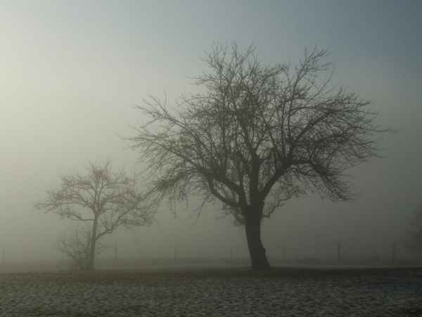 Bäume im Nebel