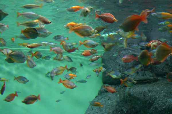  Bunte Fische