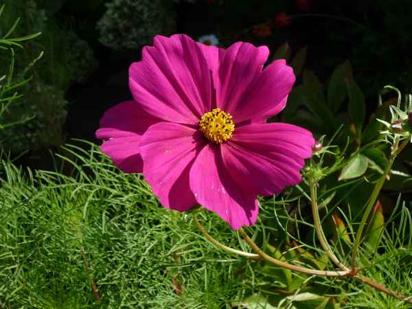 Schöne  Blume