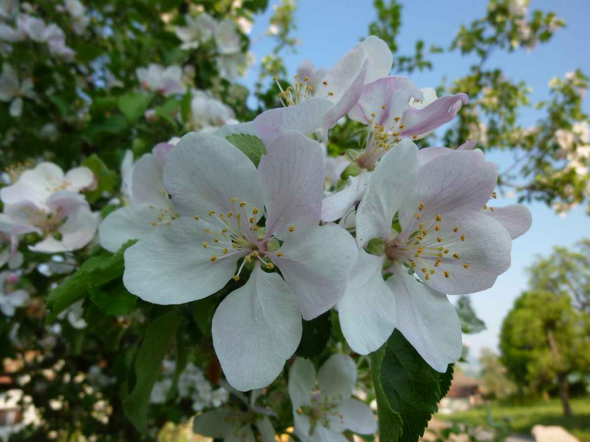 Apfelblüten