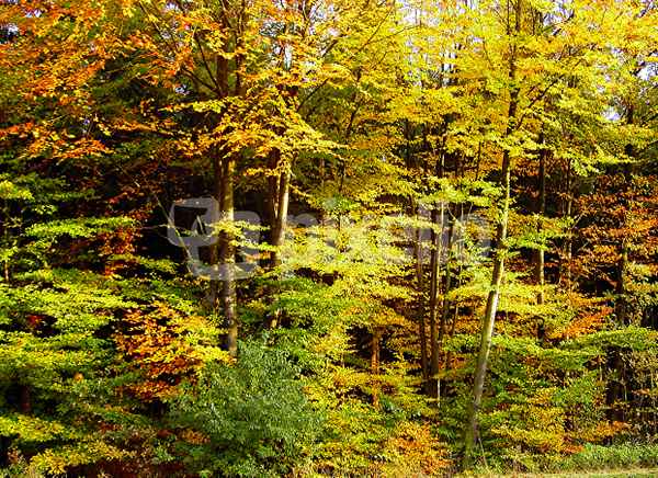Herbstlicher Waldrand