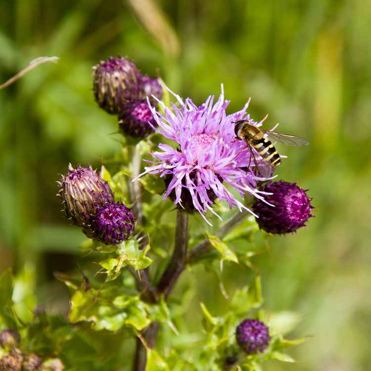Distelblüte mit gestreiftem Besuch