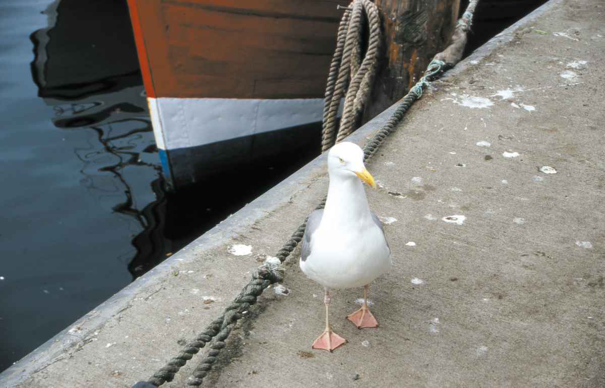 Haste mal'n Fisch?