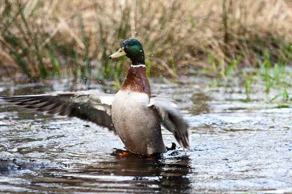 Flotter Dreier eine Ente und zwei Erpel