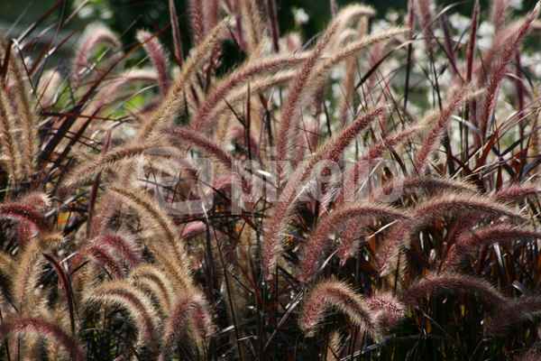 buntes Gras