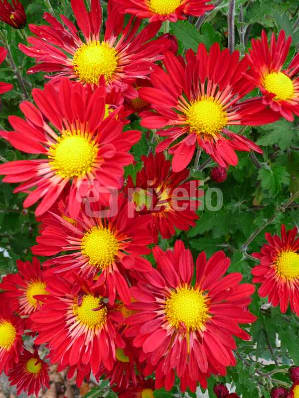 Rote Herbstastern