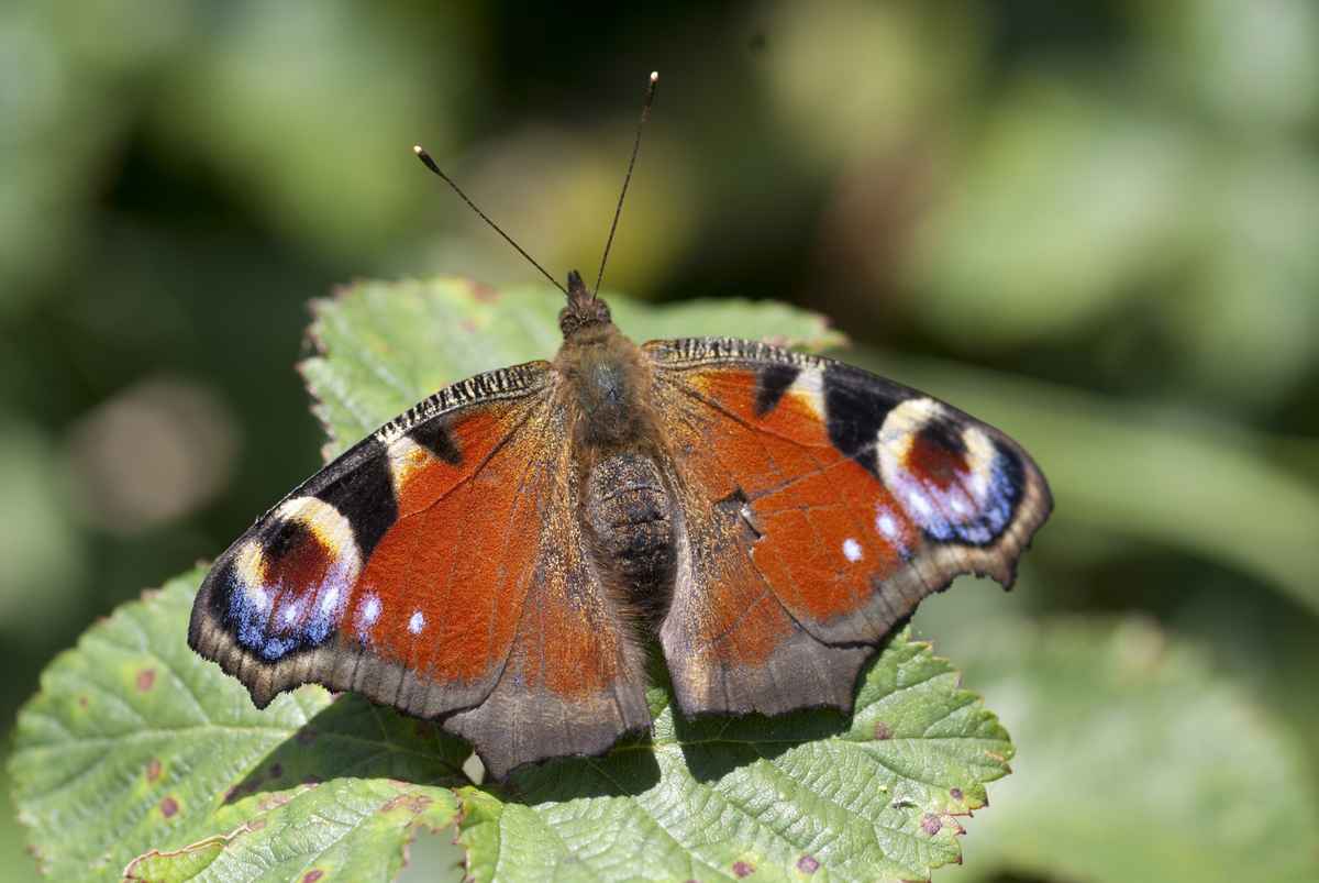 Tagpfauenauge