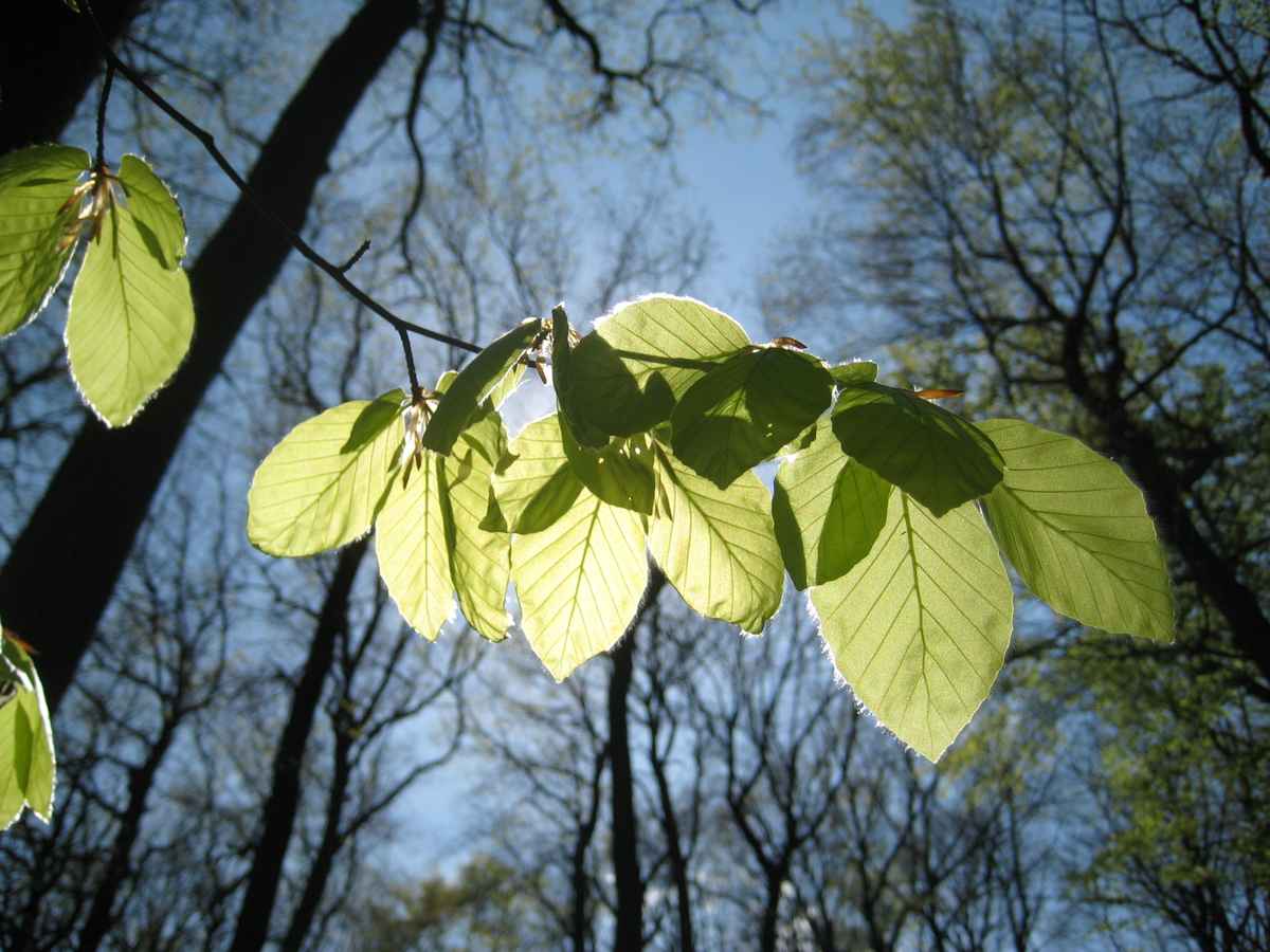 Frühlings Lichtspiele