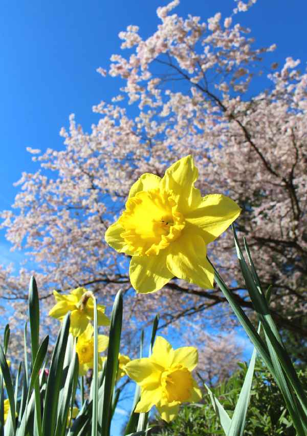 FRÜHLINGSERWACHEN I