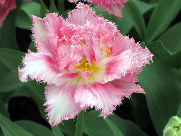 Seltene Tulpenart im Keukenhof (1)