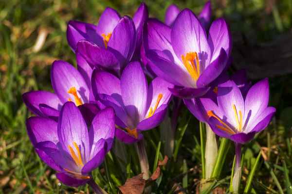 Farbenfrohe Krokusse