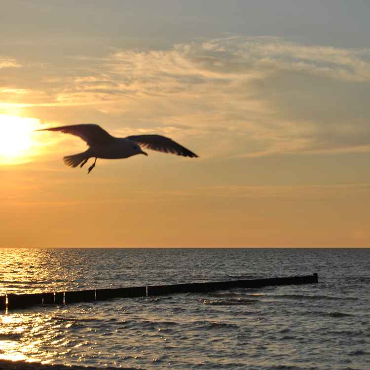 Möwe im Abendrot im Flug