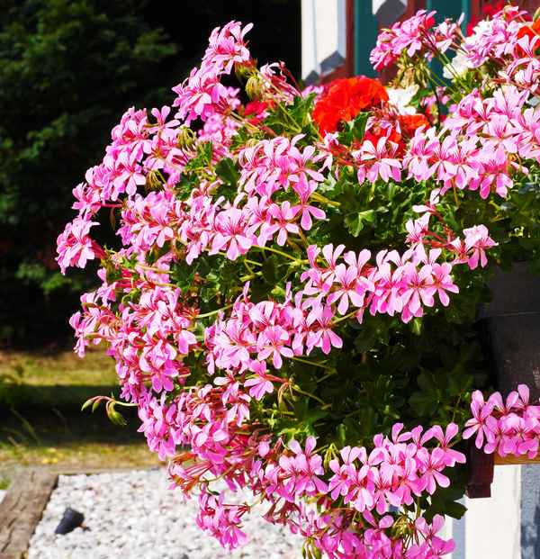 Sommer vorm Balkon