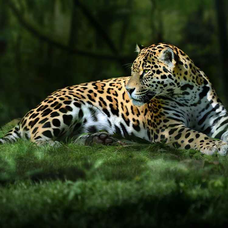 Leopard