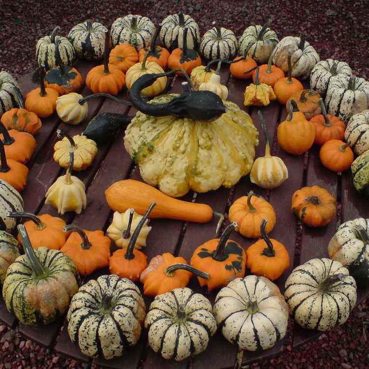 Bunte Herbstboten1