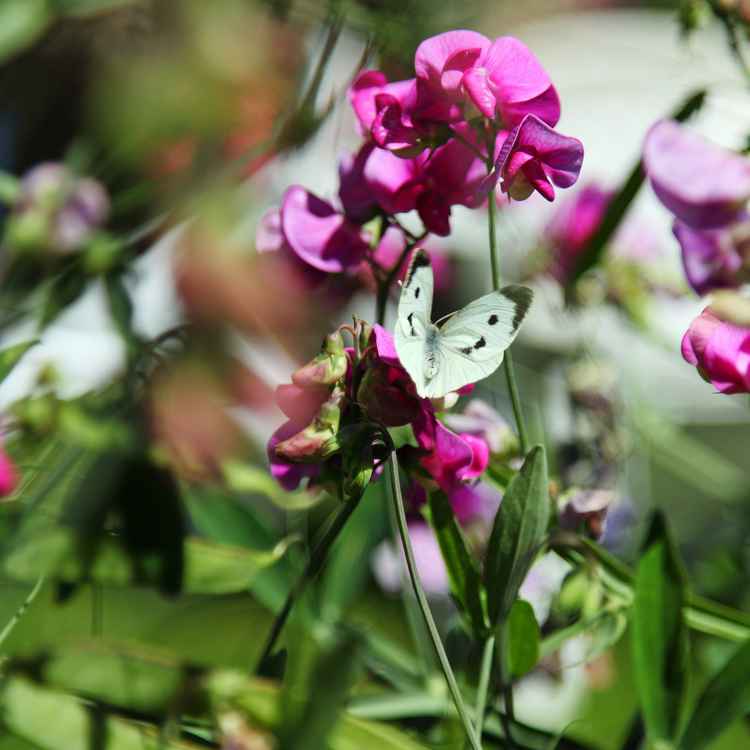 Schmetterling in Wickenblüten