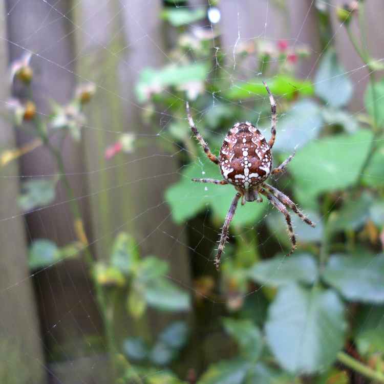 Mein Gartenbewohner: Eine Kreuzspinne.